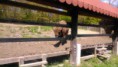 /album/vyjazd-s-zubry-z-moravce/dsc-0983-jpg/